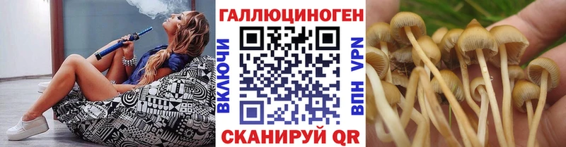 магазин продажи наркотиков  Чкаловск  Галлюциногенные грибы мицелий 